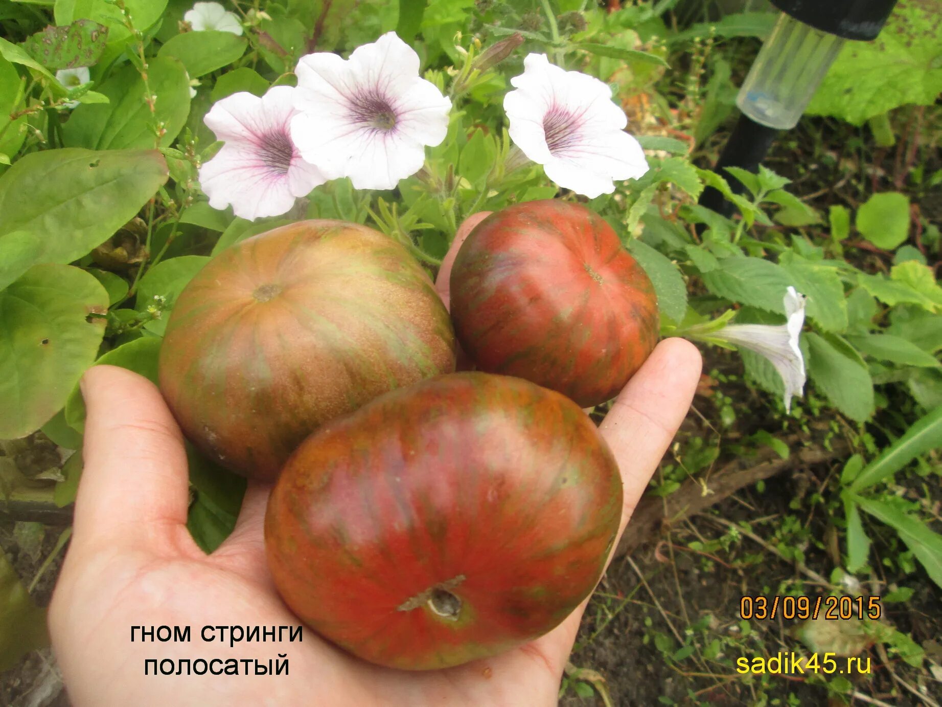 Гном стринги томат отзывы описание сорта. Сорт томата гном стринги. томат гном стринги (полосатый). томат гном стринги мязина. томат гном dsb.