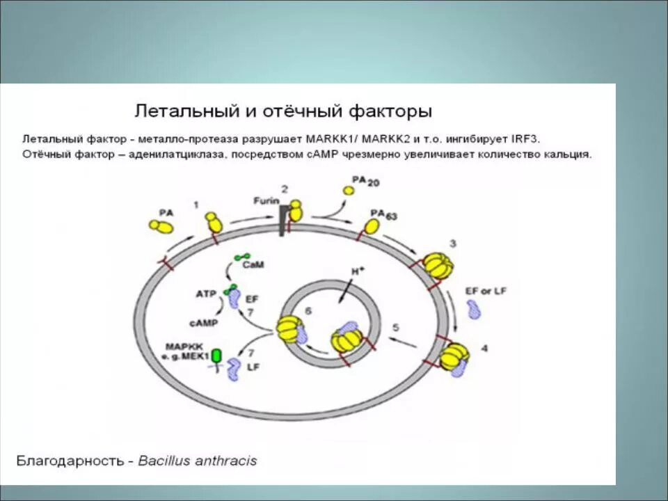 Летальные факторы это. Летальные факторы это. Летальные осложнения пневмонии. Летальные факторы это. Летальные факторы это.