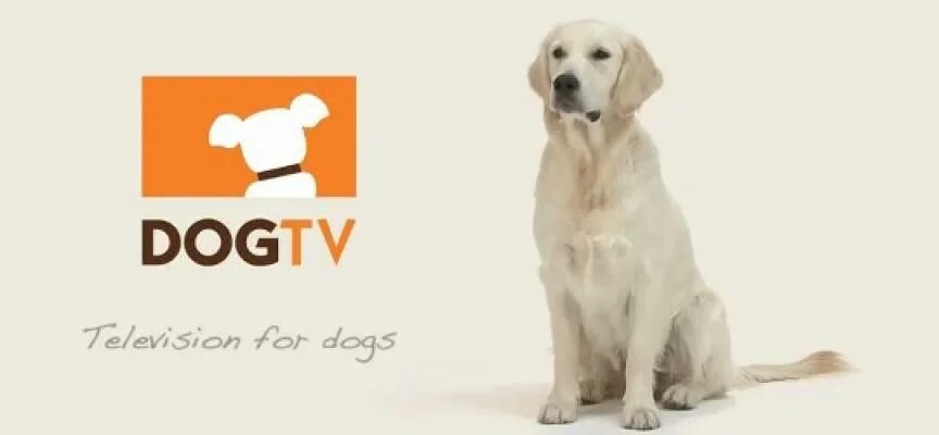 Собака подписывается. Канал собака. Канал пес. Реклама канала про собак. Канал собачек.