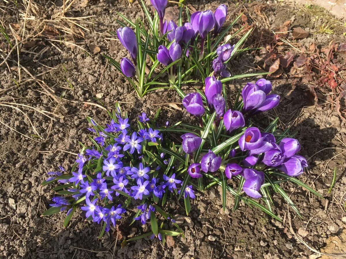 Крокус 22 апреля 2024. Крокусы зацветают. Крокус Fuscotinctus (Фускотинкус). Андорра цветущие крокусы. Крокус не цветет.