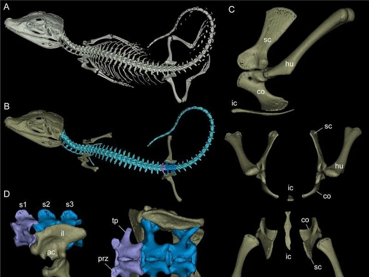 Грудина у ящерицы. Скелет крокодила грудина. скелет рептилий. позвоночник пресмыкающихся. грудная клетка рептилий.