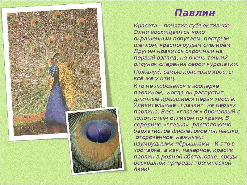 Павлин рассказ для детей. Павлин презентация. Павлин презентация. Павлин описание. Павлин рассказ для детей.