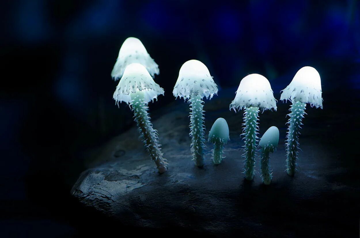 Грибы которые светятся в темноте. Мицена хлорофос гриб. Светящийся гриб. Флуоресцентные грибы. Светящиеся грибы mycena luxaeterna.