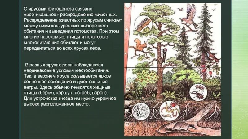 Ярусы лесного биоценоза. Пространственная структура биоценоза ярусность. Ярусность Дубравы. Ярусность растительного сообщества.