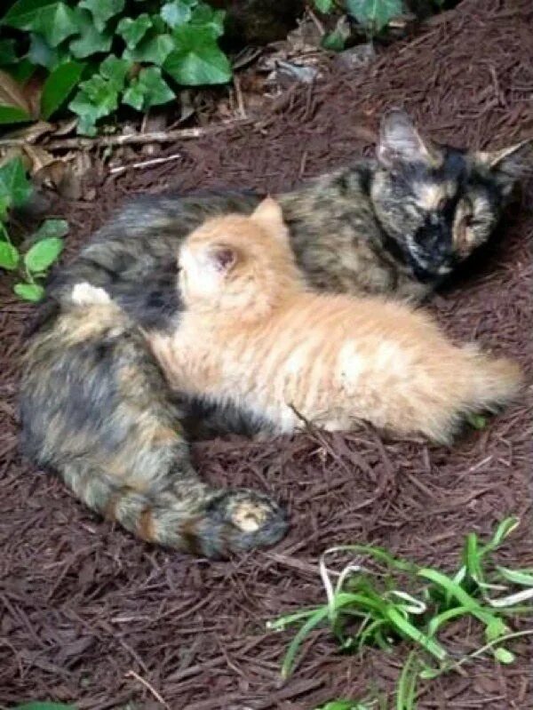 Укрыть котенка. Как приручить котёнка к себе. Как приручить дикого котенка. Кошки маленькие дикие  прирученные. Дикий котенок дача.