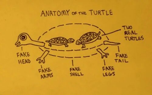 Make the turtle. Анатомия черепахи. скелет черепахи анатомия. laughing real turtle. simple real turtle.