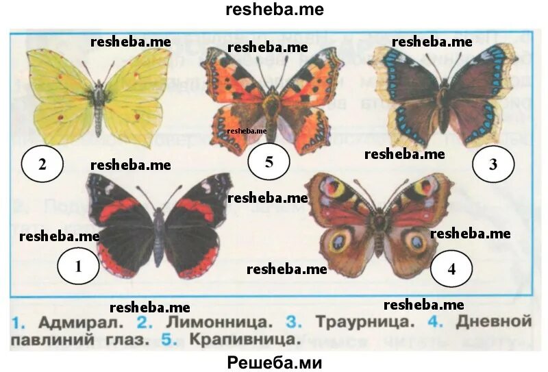 Книга зеленые страницы рассказ первые бабочки. Бабочка лимонница атлас определитель. Определитель `атлас бабочек`. Атлас определитель бабочек 1 класс. Дневные бабочки 2 класс атлас определитель.