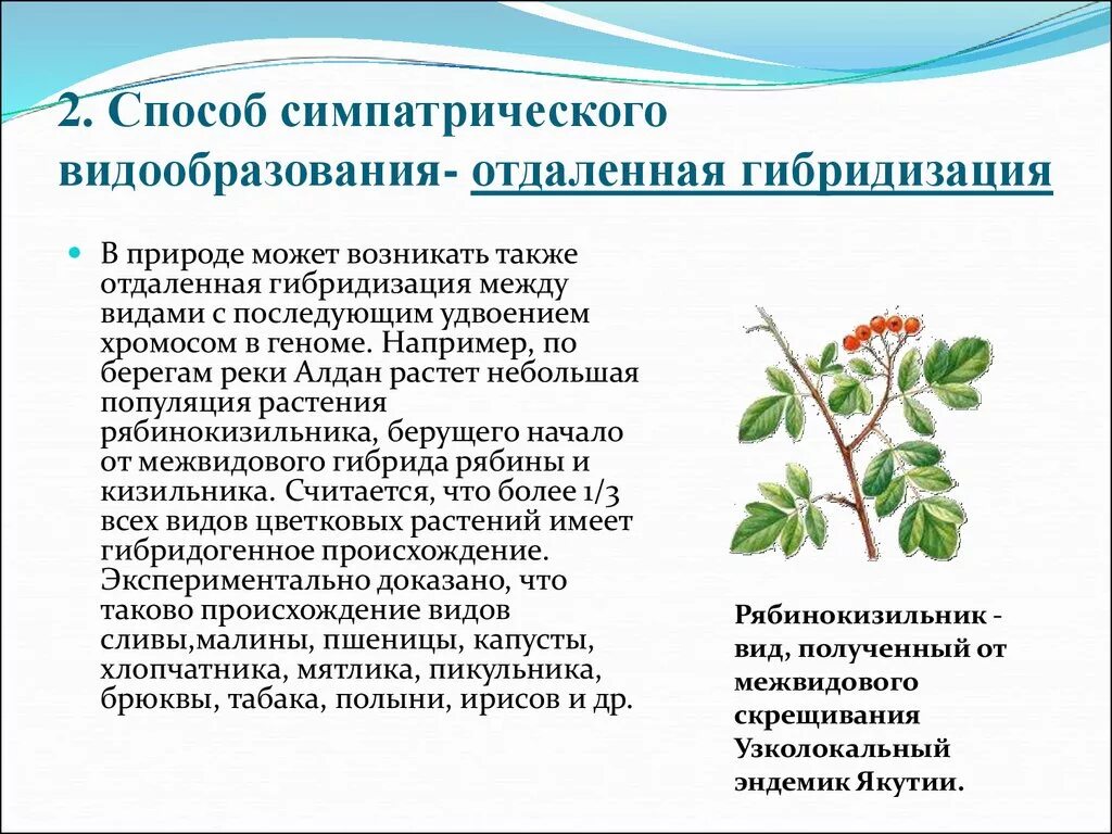 Аломатрическое видо образование. Гибридогенное полиплоидизация. Типы видообразования аллопатрическое тип изоляции. Видообразование путем полиплоидизации. Видообразование путем полиплоидизации.