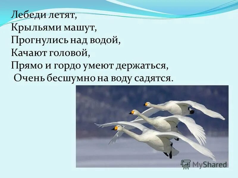 сова в полете. птица взмахивает крыльями рисунок. машет крыльями или машут крыльями. полет чаек свобода. кто чаще машет крыльями в полете - комар или муха?.
