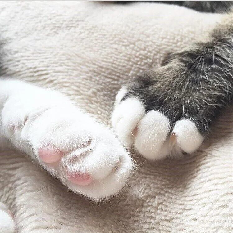 Котенок на клавиатуре. Лапа серой кошки. Кошачьи лапки подушечки. Кот на клавиатуре. Смешные кошачьи лапки.