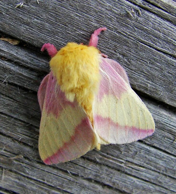 Павлиноглазка dryocampa rubicunda. Rosy maple moth. Мотылёк dryocampa rubicunda. Павлиноглазка dryocampa rubicunda. Розовый кленовый мотылек.
