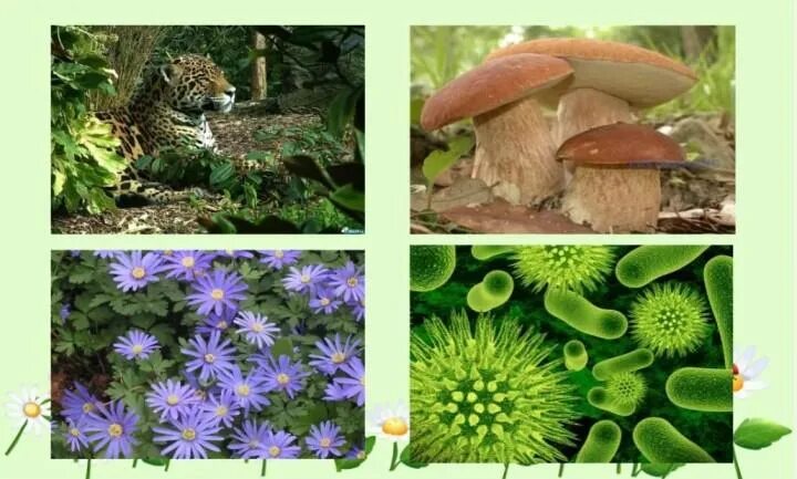 Сколько на земле существует царств природы. Живые организмы. Разнообразие организмов. Разнообразие живых организмов. Разнообразие живой природы.