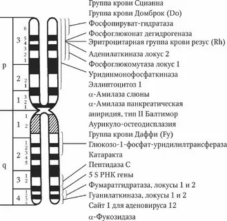Хромосома 1 характеристика