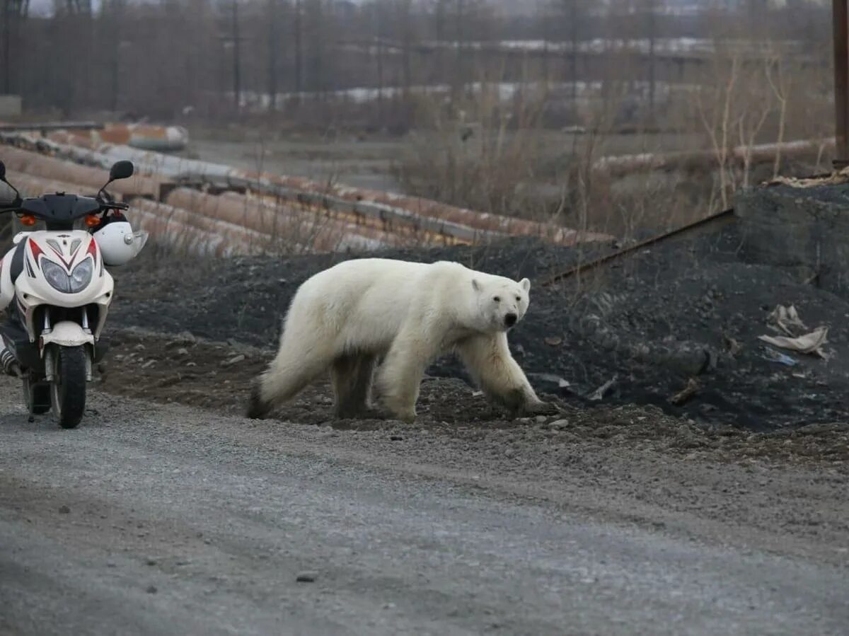 Медведь в новом городе. Белый медведь в заполярье. белый медведь в норильске. белый медведь на улице.