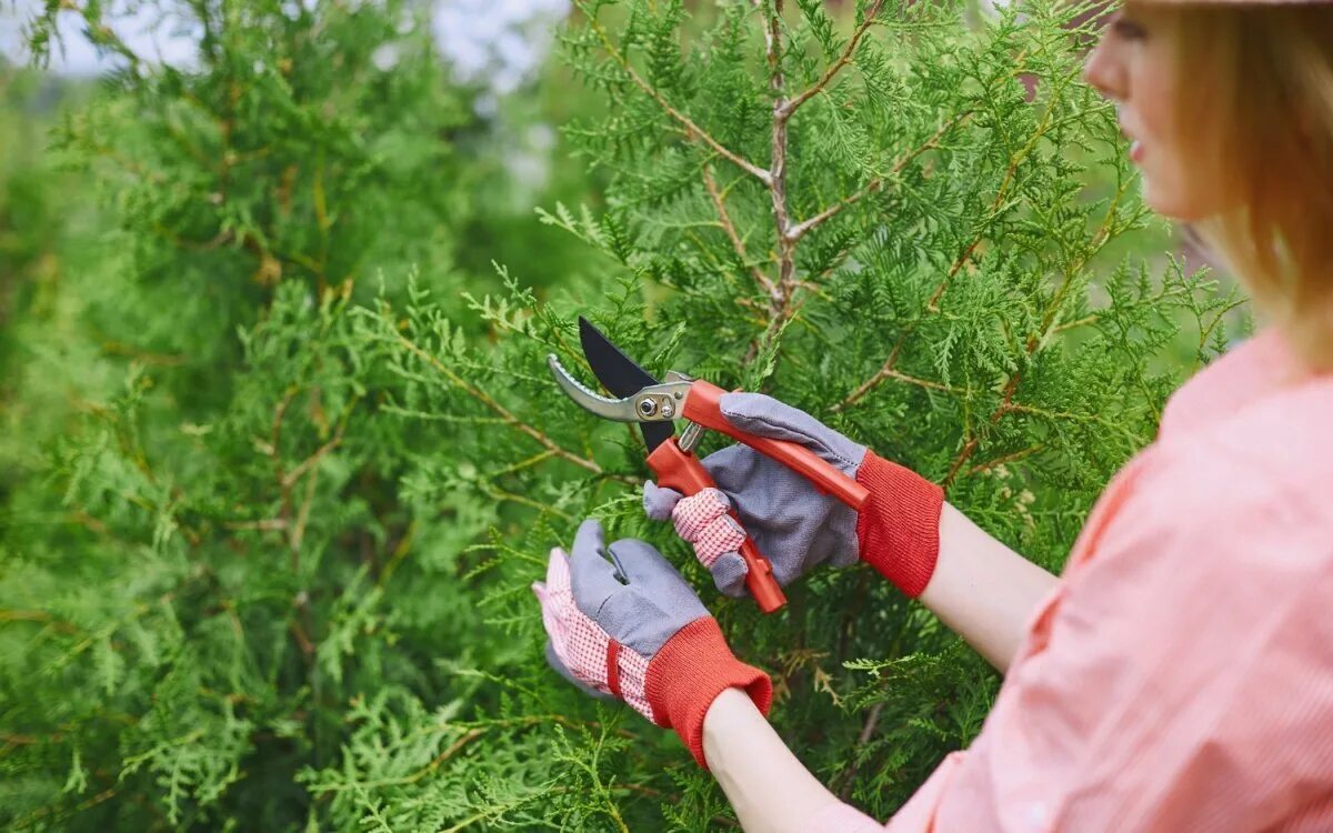 Санитарная обрезка хвойников. Обрезка хвойных. Ножницы для стрижки хвойных. Черенкование туи. Крымская сосна ниваки.