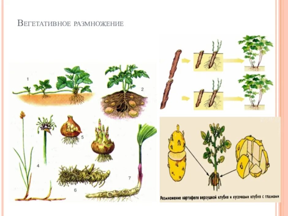 Вегетативное размножение. Вегетативное размножение растений рисунок. Бесполое размножение вегетативное размножение. Способы вегетативного размножения рисунок. Пример процесса иллюстрирующего размножение у растений