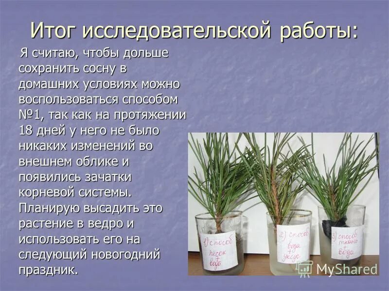 Как установить живую елку. Раствор для елки. Как ставить живую елку в воду. Как сохранить сосну подольше в квартире. Как выбрать живую елку.