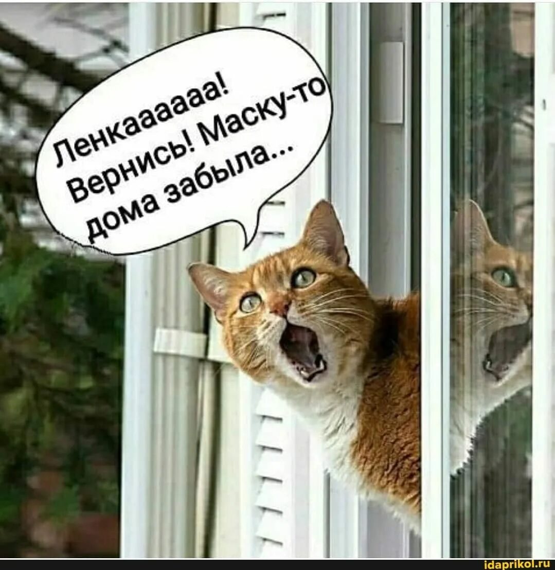 Зато смешное. С нами стыдно зато весело. смешные коты с надписями окно. кот орет из окна. орущие коты приколы.