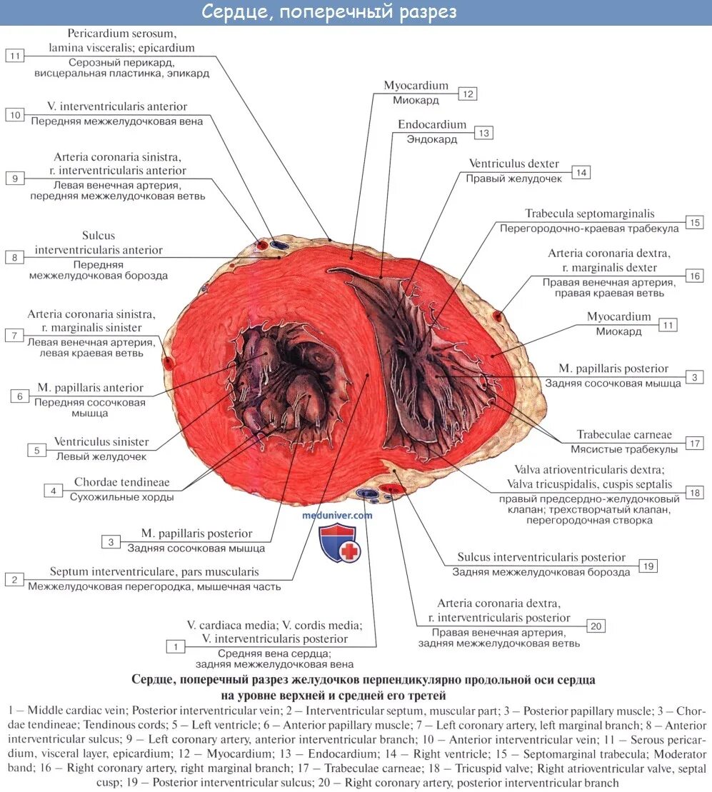 Поперечный срез желудочков сердца. Сердце в разрезе. Поперечный разрез сердца.