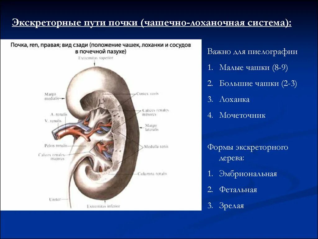 Строение чашечно лоханочной системы почек. Экскреторные пути почки. Большие и малые чашечки почки. Экскреторное дерево почки