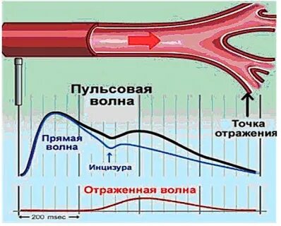 Пульсовая волна