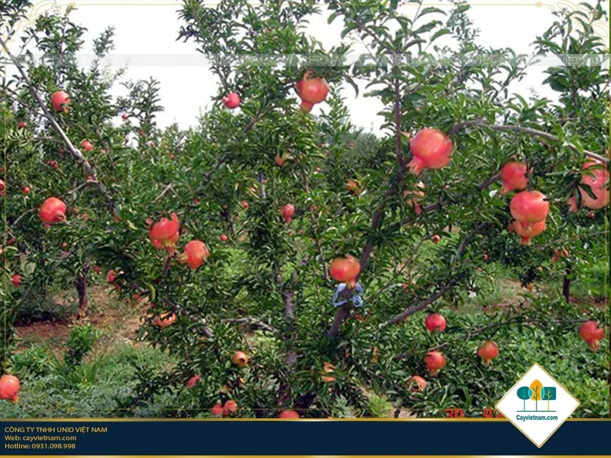 Как обрезать гранатовое дерево. Punica granatum дерево. гранат кустарниковый. кустовой гранат зимостойкий. punica granatum legrelliae.