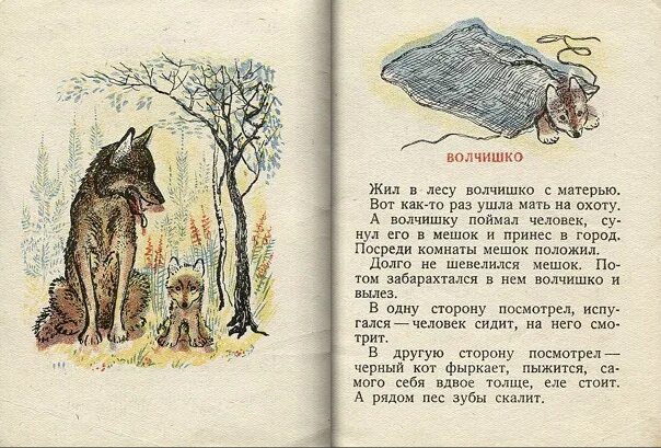 Волчишко текст распечатать. Чарушин волчишко. иллюстрации чарушина волчишко. рисунок к рассказу волчишко.