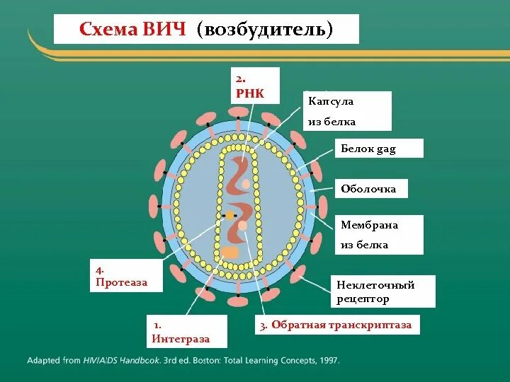 ВИЧ инфекция СПИД возбудитель. ВИЧ инфекция СПИД возбудитель заболевания. ВИЧ 1 И ВИЧ 2. Схема строения вириона ВИЧ.