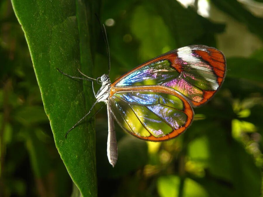 Бабочка с яркими крыльями. Бабочка Greta Morgane. Greta Oto бабочка. Гретта Отто стеклянная бабочка.