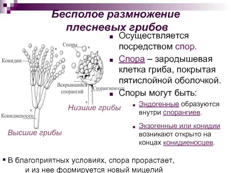 Споры низших грибов. Спорангии, конидиеносцы, конидии.. Бесполое размножение грибов конидиоспорами. Строение конидии гриба. Плесневые грибы конидии.