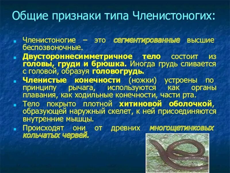 3 признака членистоногих. Признаки типа Членистоногие. Общие признаки членистоногих. Основные признаки типа членистоногих. Признаки животных типа Членистоногие.