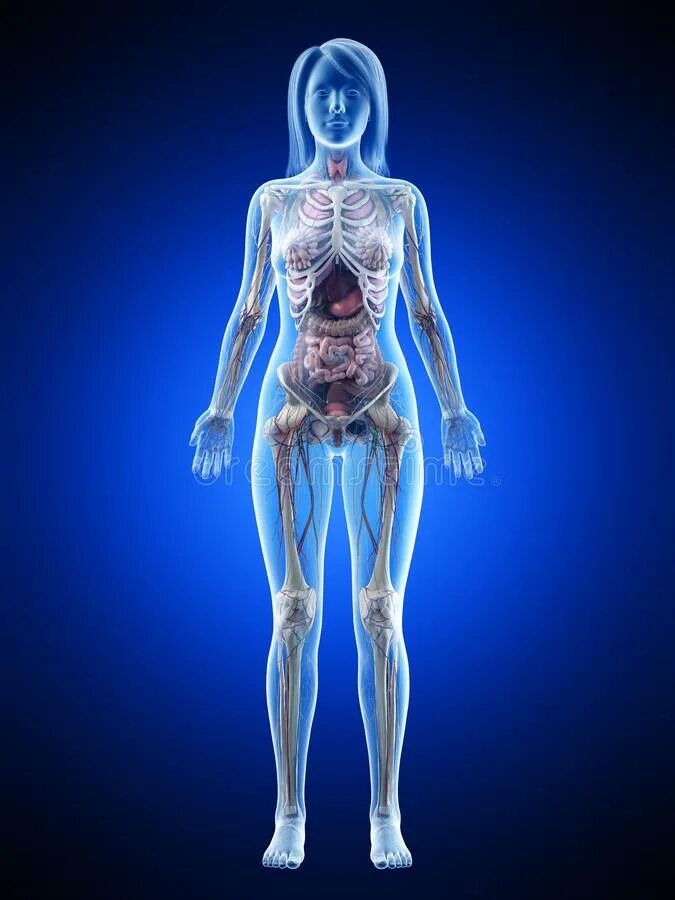 структура строения человека. анатомия женского организма внутренние. организм женщины органы. анатомическое строение тела женщины с внутренними органами. внутренние органы женщины.