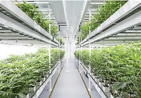 High growing