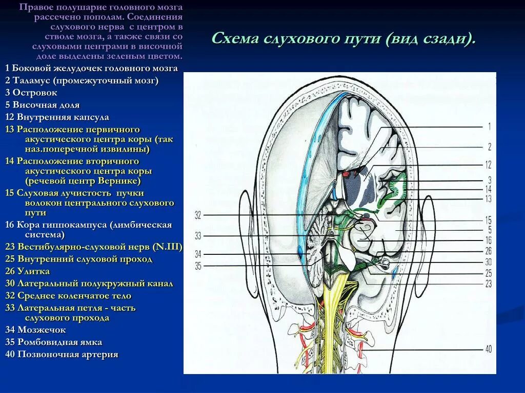 Слуховой нерв отдел мозга. Мозговые центры слуха. Схема слуховых путей головного мозга. Расположение слухового нерва.