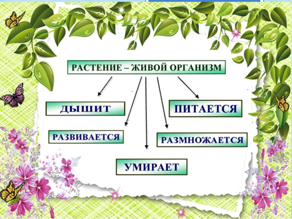 Презентация растение 2 класс окружающий мир. Растения для презентации. Тема урока растения. Растение живой организм. Конспект про растения.