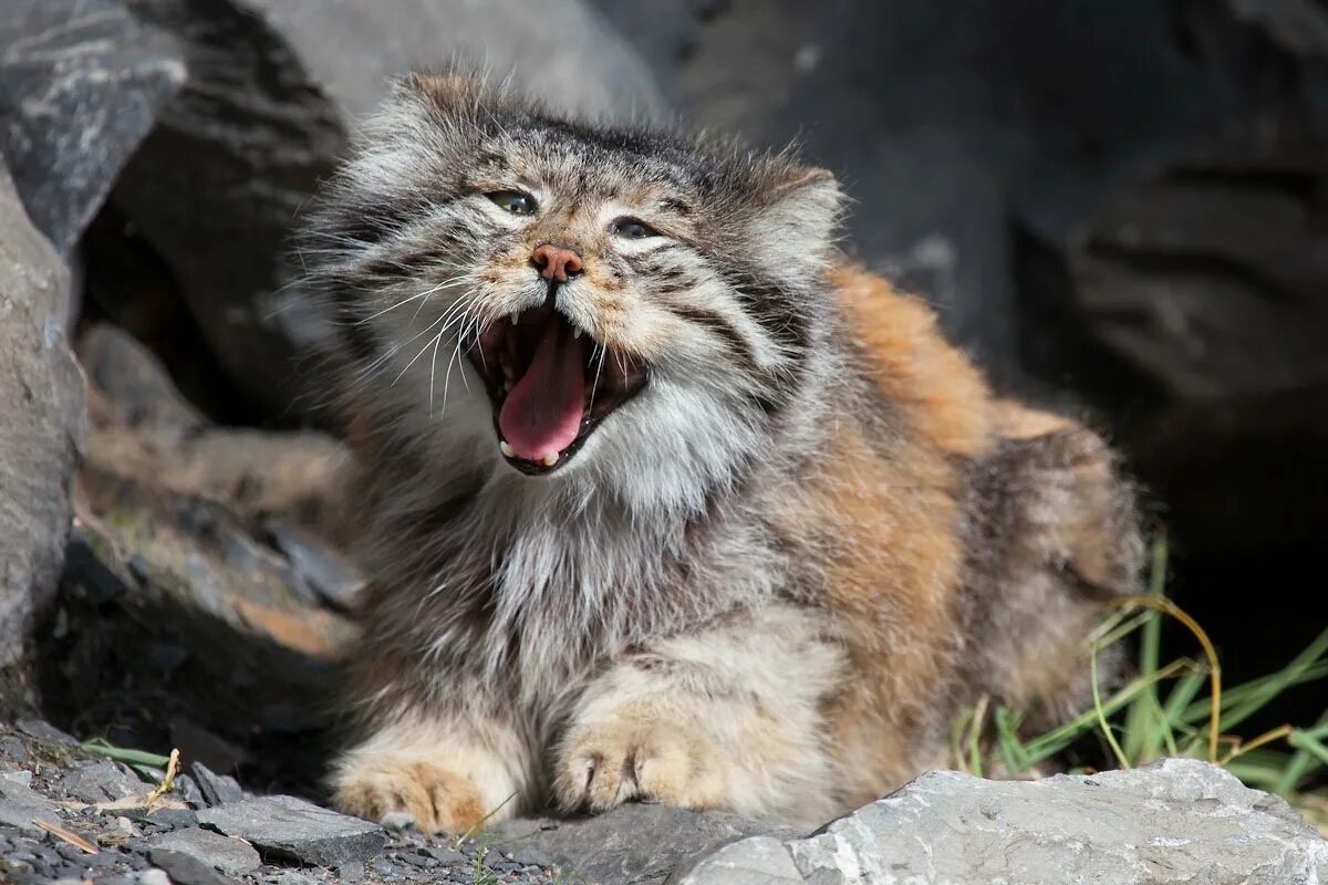 Дикие кошки котов. Кот Манул. Сибирский Манул. Манул Степной отшельник. Большой дикий кот Манул.