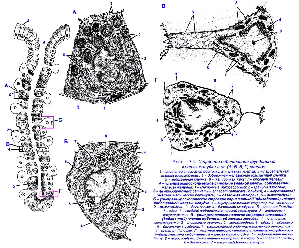 Клетки пищеварительных желез. Клетки фундальной железы желудка. Париетальные клетки фундальной железы. Клетки желёз желудка Электронограмма. Париетальные клетки фундальных желез желудка.