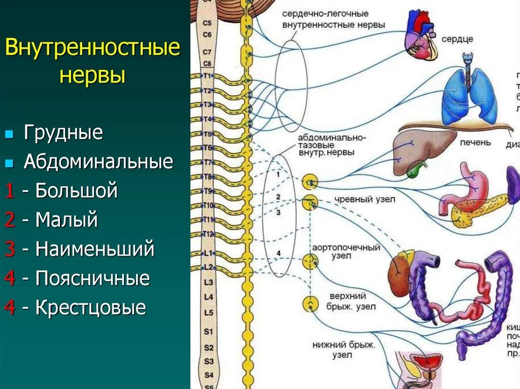 Нервные узлы сплетения. Большой и малый внутренностные нервы анатомия. Парасимпатическая иннервация органов малого таза схема. Вегетативная иннервация толстой кишки анатомия. Иннервация толстой кишки схема.