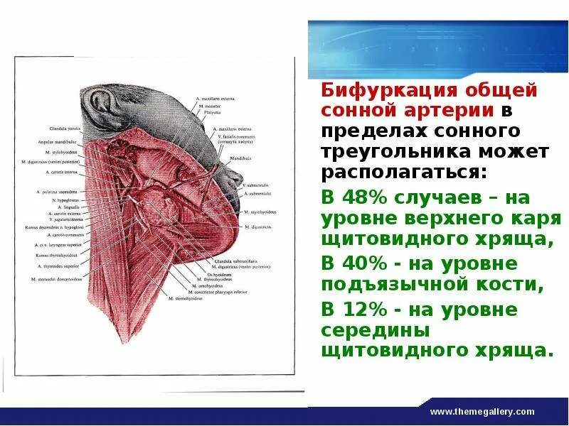 Бифуркация общей сонной артерии. Бефуркуры сонной артерии. Бифуркация сонной артерии анатомия. Уровень бифуркации общей сонной артерии. Место бифуркации сонной артерии.
