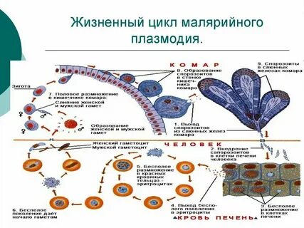 Жизненный цикл ткани