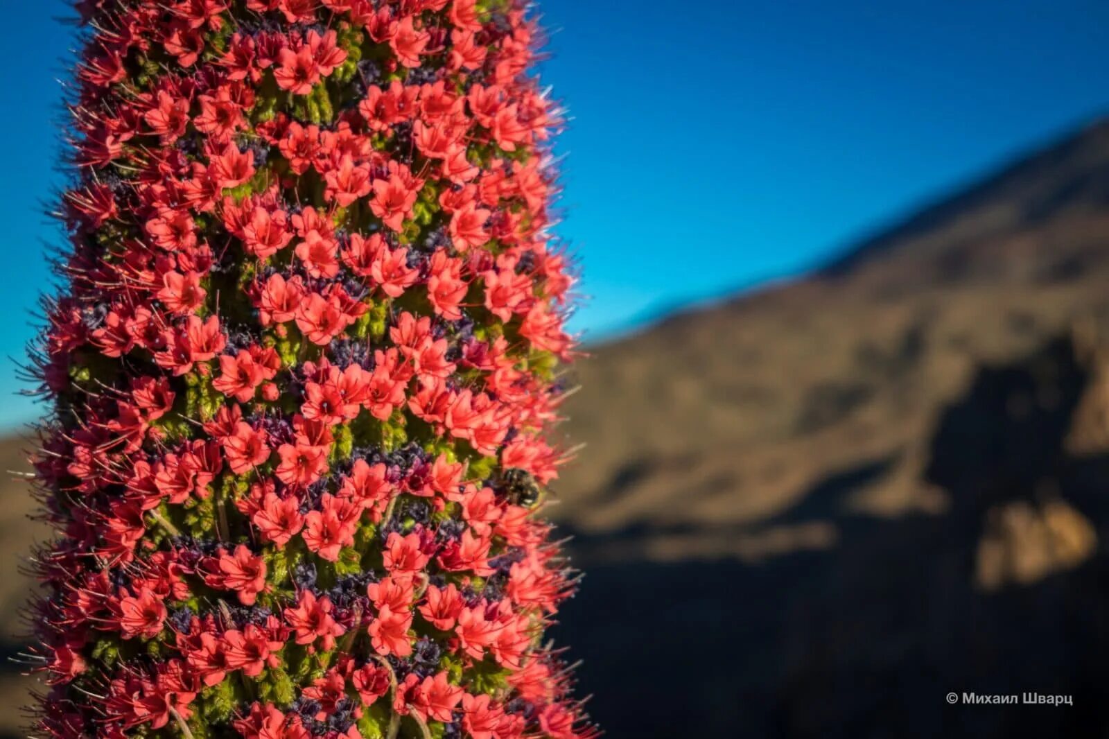 Игра башни по цветам. Цветущая башня мерлин. Маяк анива. Башня цветов остров. Башня из цветов.