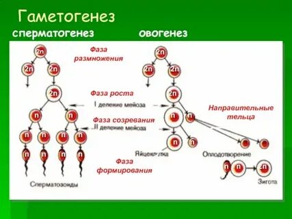 Биология 11 класс развитие половых клеток оплодотворение