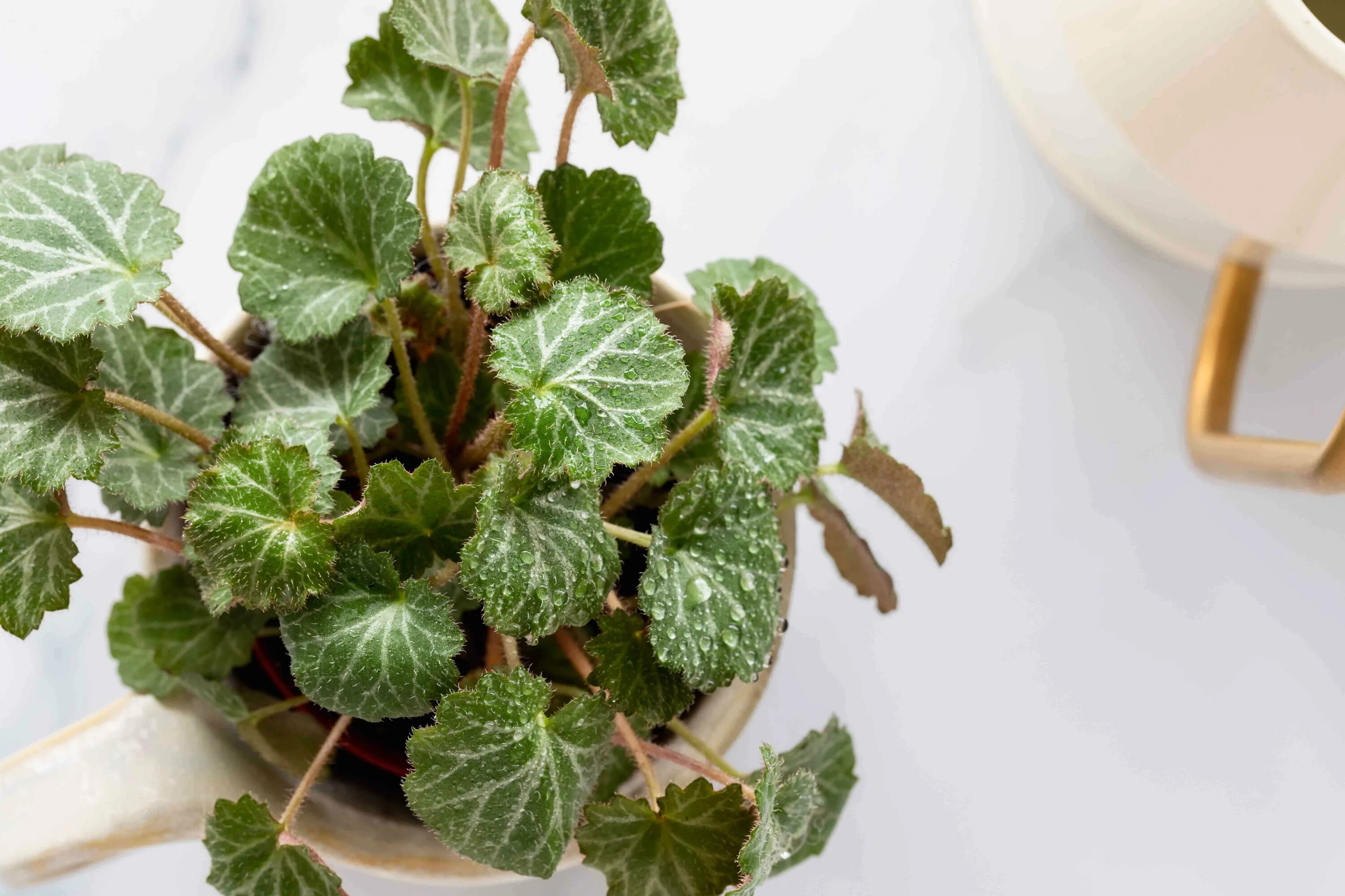 Бегония значение. Бегония креднера (begonia credneri). бегония камнеломка. бегония стравберри. бегония ежевика.