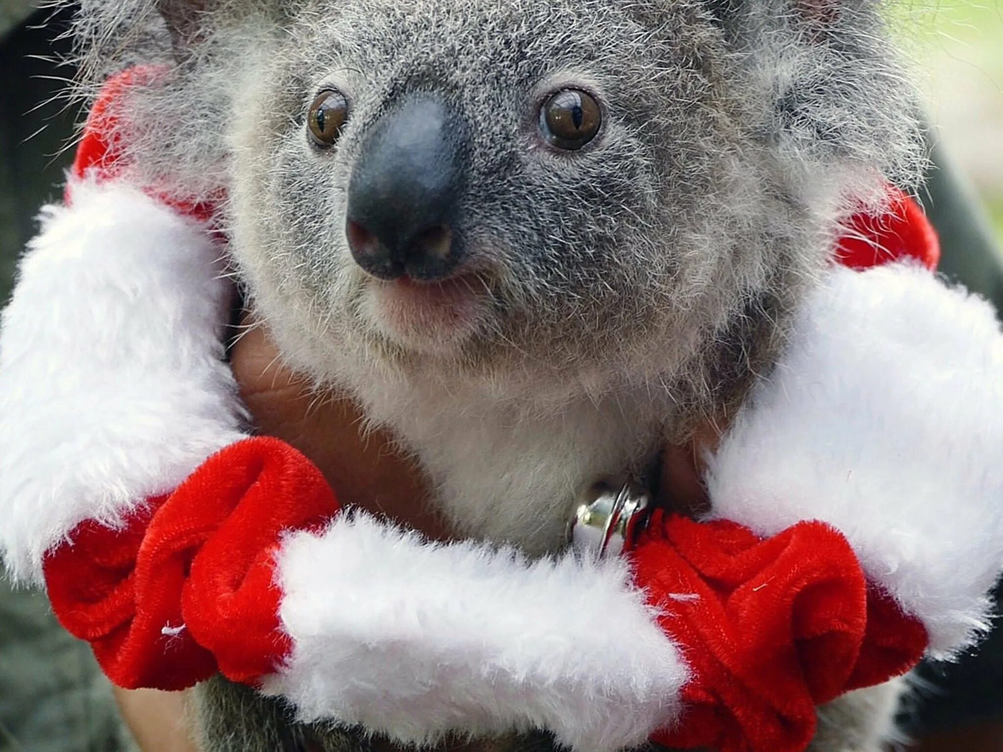 Год коалы. Коала. Новогодняя коала. Новогодняя коала милые. Дед Мороз коала.