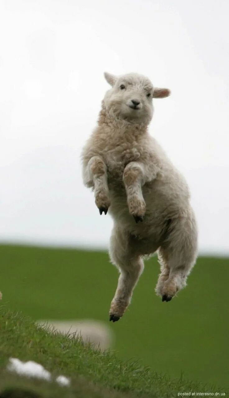 Овечка прыгает. Веселые животные. Овца прыгает. Овца в прыжке.