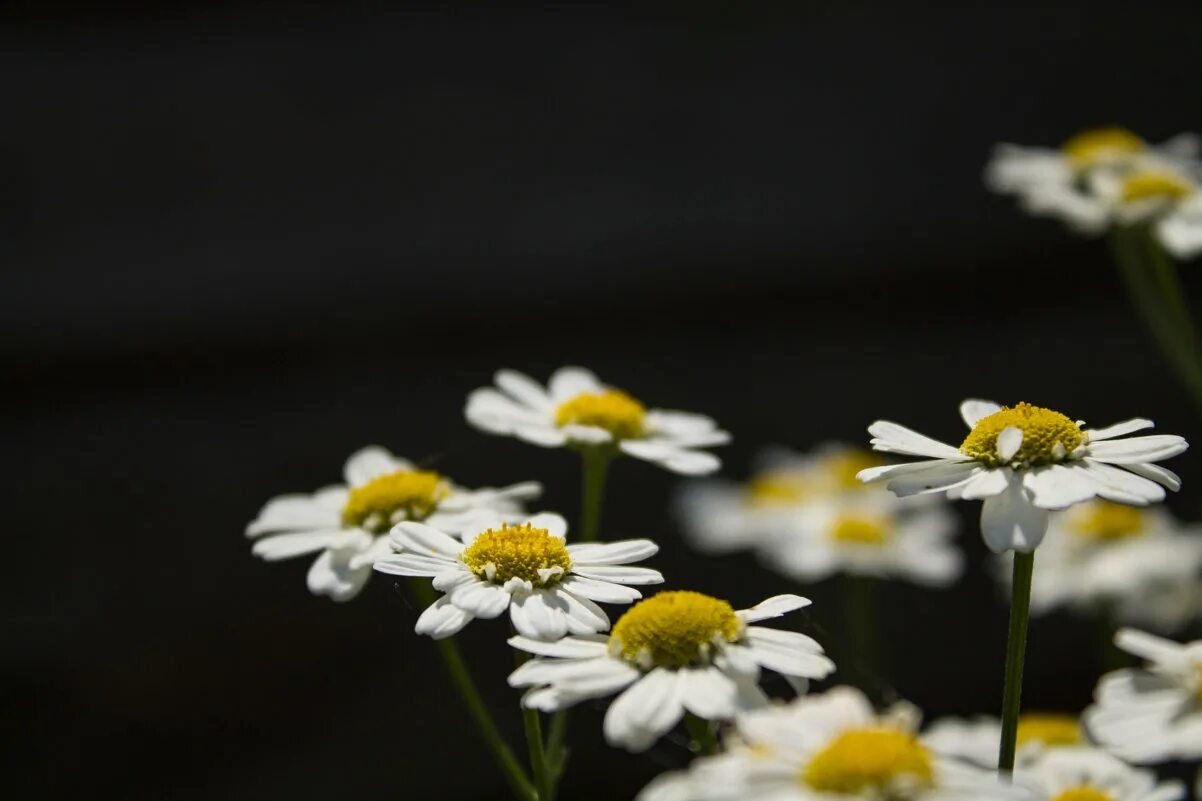 ромашки фото. ромашка. контакты ромашка. ромашки. нежные ромашки.