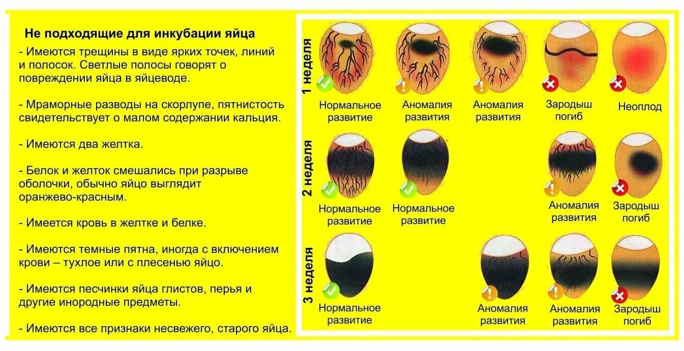 Через сколько проверять яйца в инкубаторе. Яйца овоскопирование перепелиных яиц. Яйца при овоскопирование. Отклонения на овоскопирование куриных яиц. Овоскопирование перепелиных яиц по дням.