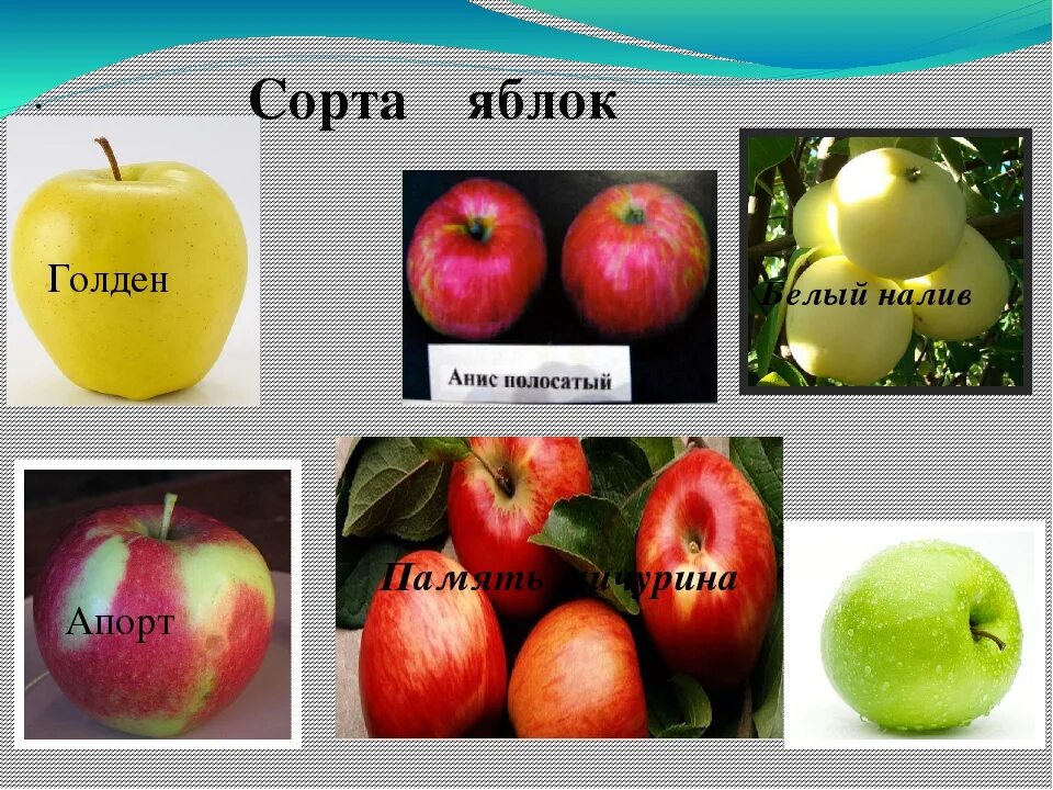 Сколько сортов