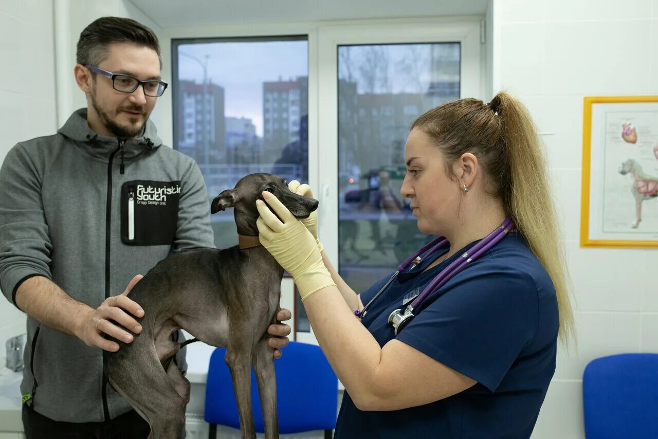 Бобруйская ветклиника. New vet. New vet. New vet. New vet.