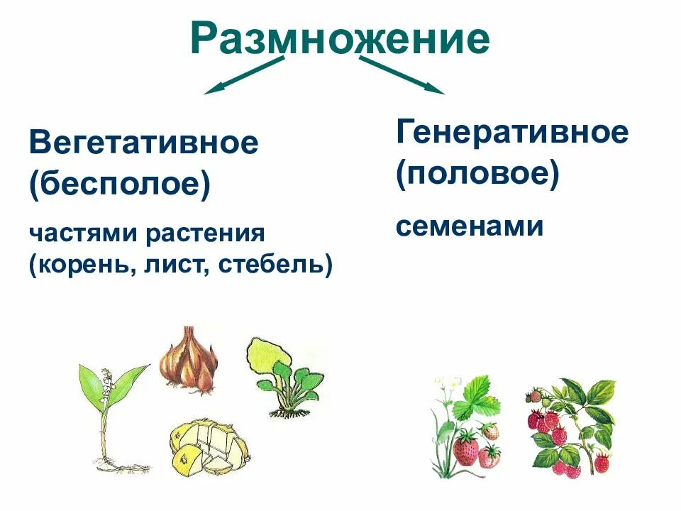 Свойства размножения растений. Размножение растений. вегетативное размножение растений. виды размножения растений. семенное и вегетативное размножение растений.